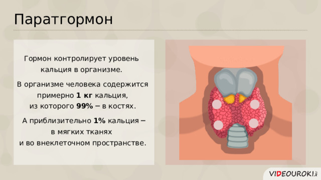 Паратгормон Гормон контролирует уровень кальция в организме. В организме человека содержится  примерно 1 кг кальция, из которого 99% ─ в костях.  А приблизительно 1% кальция ─ в мягких тканях и во внеклеточном пространстве.  