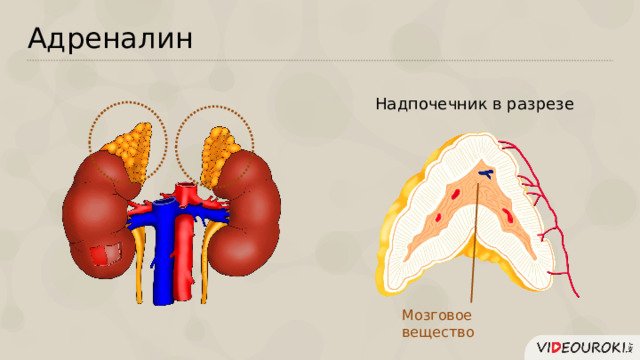 Презентация на тему адреналин