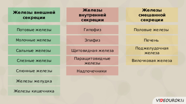 Железы внешней секреции Железы внутренней секреции Железы смешанной секреции Половые железы Потовые железы Гипофиз Молочные железы Эпифиз Печень Поджелудочная железа Щитовидная железа Сальные железы Вилочковая железа Слезные железы Паращитовидные железы Слюнные железы Надпочечники Железы желудка Железы кишечника  