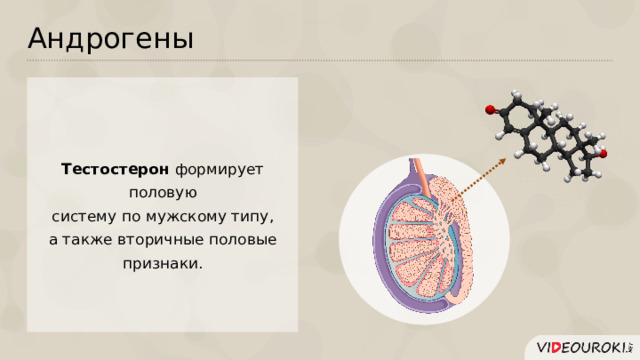 Андрогены Тестостерон формирует половую  систему по мужскому типу, а также вторичные половые  признаки.  