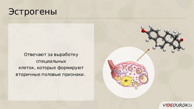 Эстрогены Отвечают за выработку специальных  клеток, которые формируют вторичные половые признаки.  