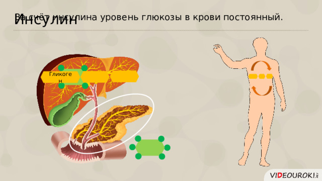 Инсулин За счёт инсулина уровень глюкозы в крови постоянный. Гликоген  