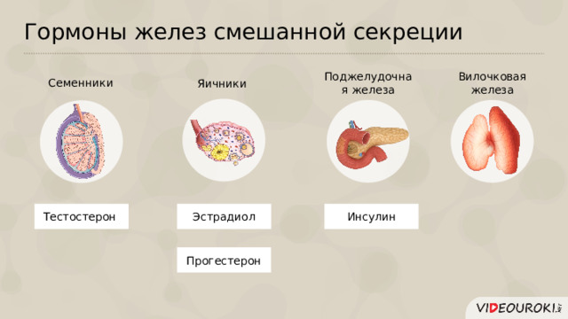 Гормоны желез смешанной секреции Вилочковая железа Поджелудочная железа Семенники Яичники Инсулин Эстрадиол Тестостерон Прогестерон  