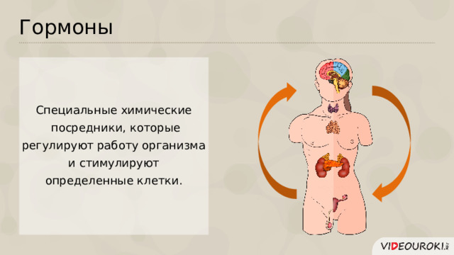 Гормоны Специальные химические  посредники, которые  регулируют работу организма и cтимулируют  определенные клетки.  