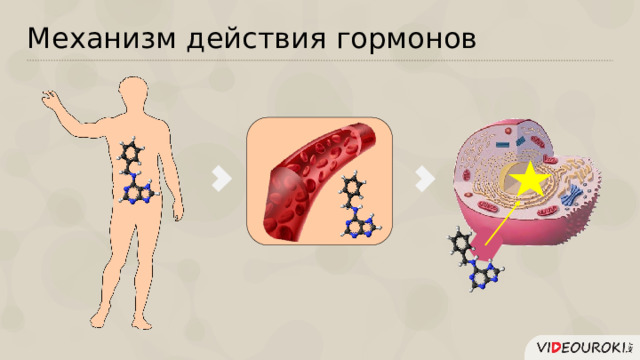 Механизм действия гормонов  