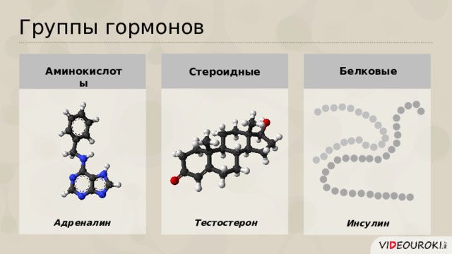 Группы гормонов Аминокислоты Белковые Стероидные Адреналин Тестостерон Инсулин  