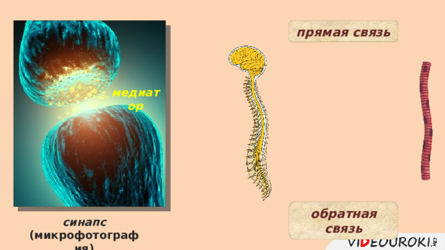 прямая связь медиатор обратная связь синапс (микрофотография) 11 