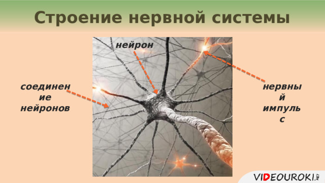 Строение нервной системы нейрон соединение  нейронов нервный импульс  