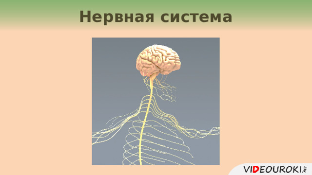 Нервная система  