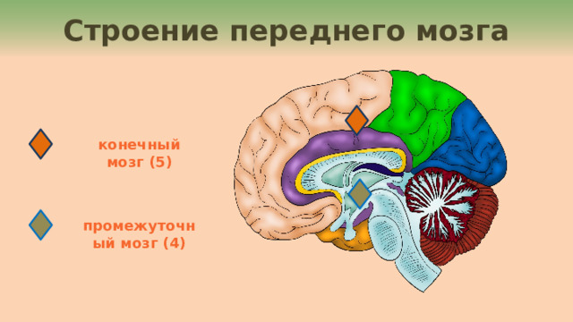 Передний мозг рисунок