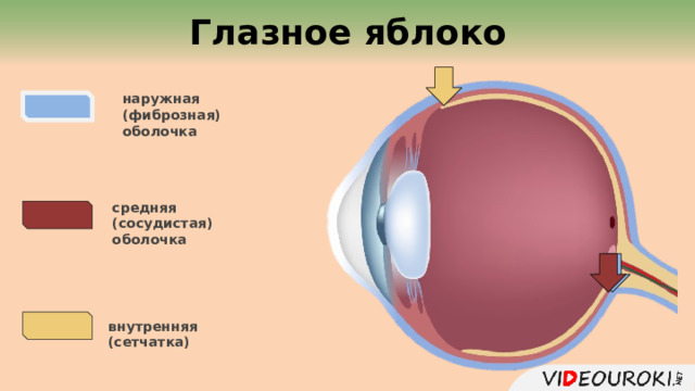  Глазное яблоко наружная (фиброзная) оболочка средняя (сосудистая) оболочка внутренняя (сетчатка)  