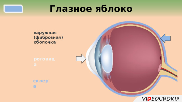  Глазное яблоко наружная (фиброзная) оболочка роговица склера  