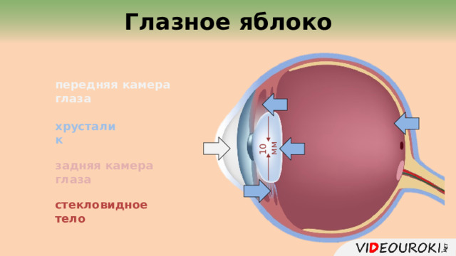 Глазное яблоко 10 мм передняя камера глаза хрусталик задняя камера глаза стекловидное тело 17 