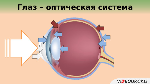  Глаз – оптическая система  