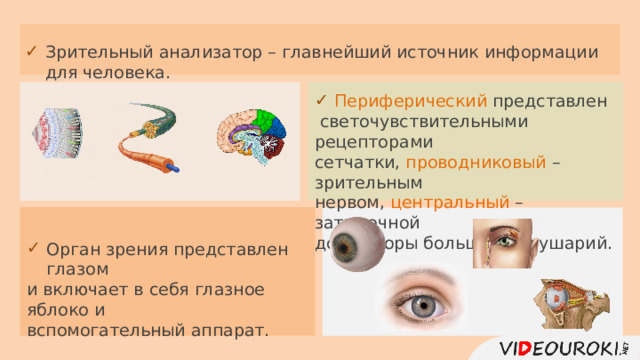 Зрительный анализатор – главнейший источник информации для человека. Периферический представлен  светочувствительными рецепторами сетчатки, проводниковый – зрительным нервом, центральный – затылочной долей коры больших полушарий. Орган зрения представлен глазом и включает в себя глазное яблоко и вспомогательный аппарат.  