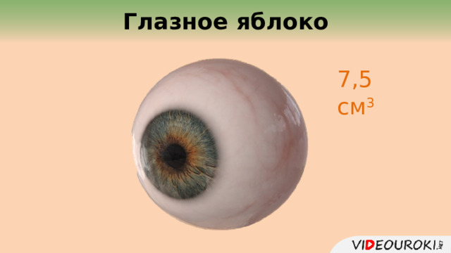  Глазное яблоко 7,5 см 3  