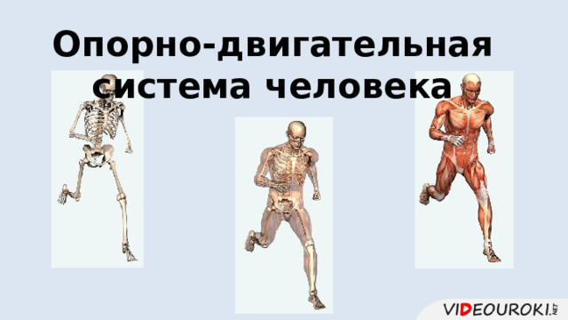 Опорно-двигательная система человека 