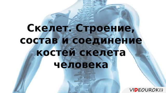 Скелет. Строение, состав и соединение костей скелета человека 