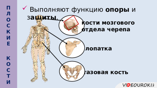  П Л О С К И Е     Выполняют функцию опоры и з ащиты . кости мозгового отдела черепа лопатка К О С Т И   тазовая кость 