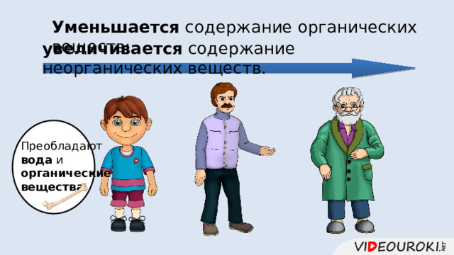 Уменьшается содержание органических веществ; увеличивается содержание неорганических веществ. Преобладают вода и органические вещества 
