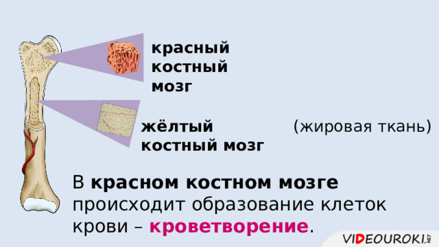 красный костный мозг жёлтый костный мозг (жировая ткань) В красном костном мозге происходит образование клеток крови – кроветворение . 