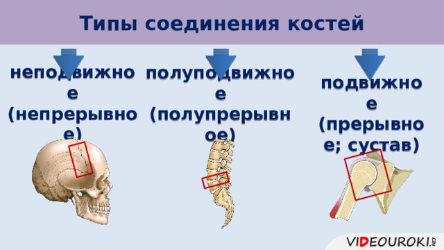 Типы соединения костей полуподвижное (полупрерывное) подвижное (прерывное; сустав) неподвижное (непрерывное) 