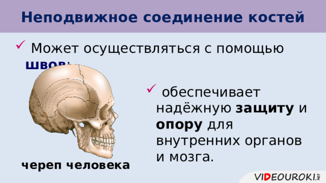 Неподвижное соединение костей  Может осуществляться с помощью швов ;  обеспечивает надёжную защиту и опору для внутренних органов и мозга. череп человека 