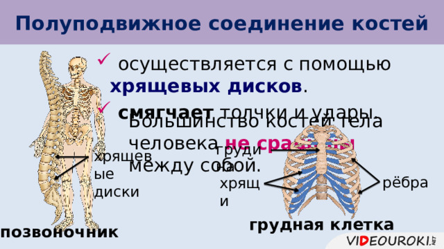 Полуподвижное соединение костей  осуществляется с помощью хрящевых дисков .  смягчает толчки и удары. Большинство костей тела человека не сращены между собой. грудина хрящевые диски рёбра хрящи грудная клетка позвоночник 