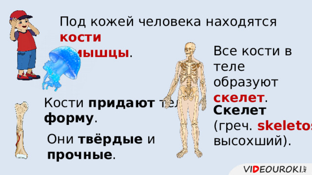 Костям придают