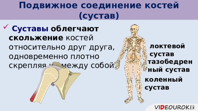 Подвижное соединение костей (сустав)  Суставы  облегчают скольжение костей относительно друг друга, одновременно плотно скрепляя их между собой. локтевой сустав тазобедренный сустав коленный сустав 