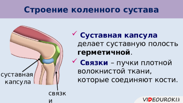 Строение коленного сустава  Суставная капсула делает суставную полость герметичной .  Связки – пучки плотной волокнистой ткани, которые соединяют кости. суставная капсула связки 