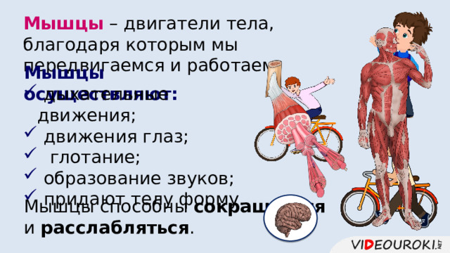 Мышцы – двигатели тела, благодаря которым мы передвигаемся и работаем. Мышцы осуществляют:  дыхательные движения;  движения глаз;  глотание;  образование звуков;  придают телу форму. Мышцы способны сокращаться  и расслабляться . 