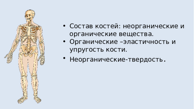 Состав костей: неорганические и органические вещества. Органические –эластичность и упругость кости. Неорганические-твердость . 