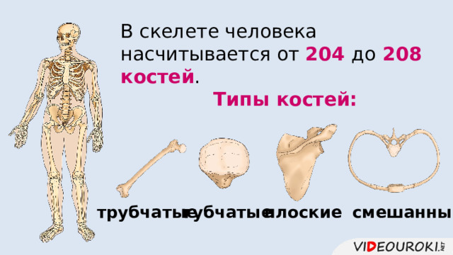 В скелете человека насчитывается от 204  до  208 костей . Типы костей: смешанные трубчатые губчатые плоские 