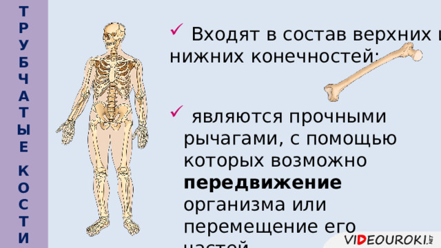  Т Р У Б Ч А Т Ы Е     Входят в состав верхних и нижних конечностей;  являются прочными рычагами, с помощью которых возможно передвижение организма или перемещение его частей. К О С Т И   