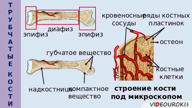  Т Р У Б Ч А Т Ы Е   ряды костных пластинок кровеносные сосуды диафиз эпифиз эпифиз остеон губчатое вещество костные клетки К О С Т И   строение кости под микроскопом компактное вещество надкостница 