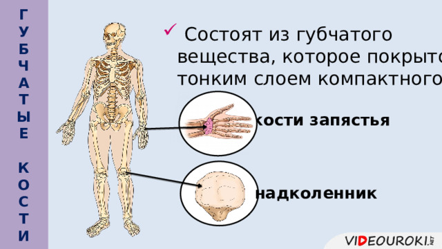  Г У Б Ч А Т Ы Е    Состоят из губчатого вещества, которое покрыто тонким слоем компактного. кости запястья К О С Т И   надколенник 