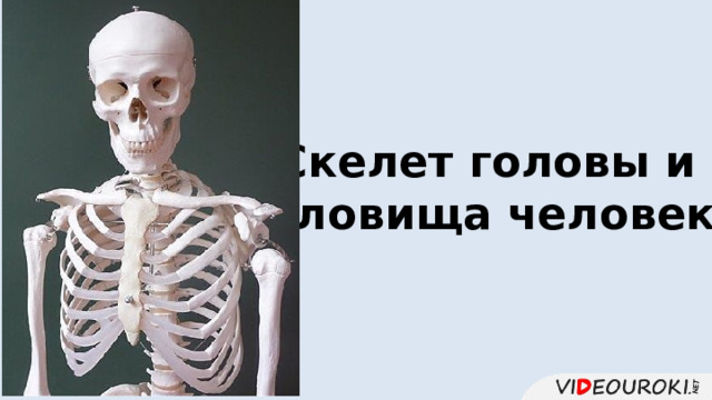 Скелет головы и туловища человека 
