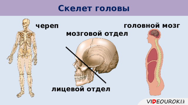 Скелет головы головной мозг череп мозговой отдел лицевой отдел 