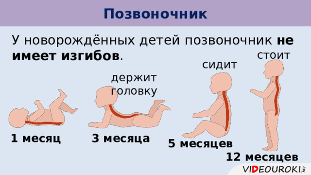 Позвоночник У новорождённых детей  позвоночник не имеет изгибов . стоит сидит держит головку 1 месяц 3 месяца 5 месяцев 12 месяцев 
