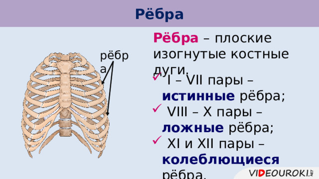 Рёбра Рёбра – плоские изогнутые костные дуги. рёбра  I – VII пары – истинные рёбра;  VIII – X пары – ложные рёбра;  XI и XII пары – колеблющиеся рёбра. 