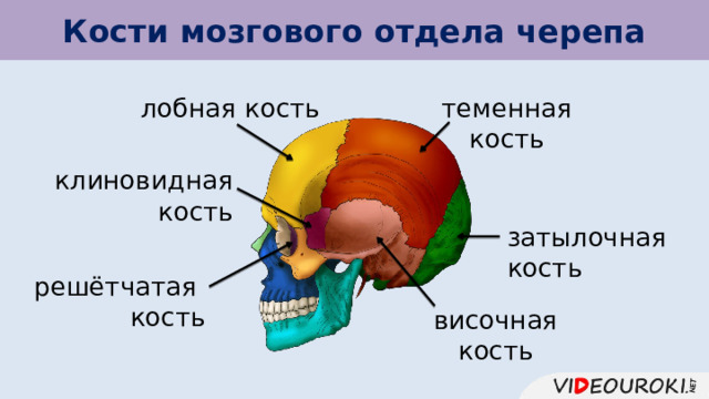 Кости мозгового отдела черепа лобная кость теменная кость клиновидная кость затылочная кость решётчатая кость височная кость 