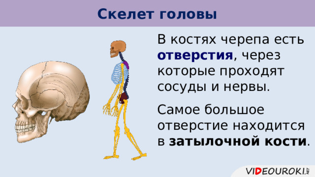Скелет головы В костях черепа есть отверстия , через которые проходят сосуды и нервы . Самое большое отверстие находится в затылочной кости . 