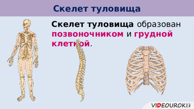 Скелет туловища Скелет туловища образован позвоночником и грудной клеткой . 