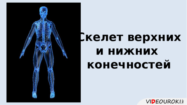 Скелет верхних и нижних конечностей 