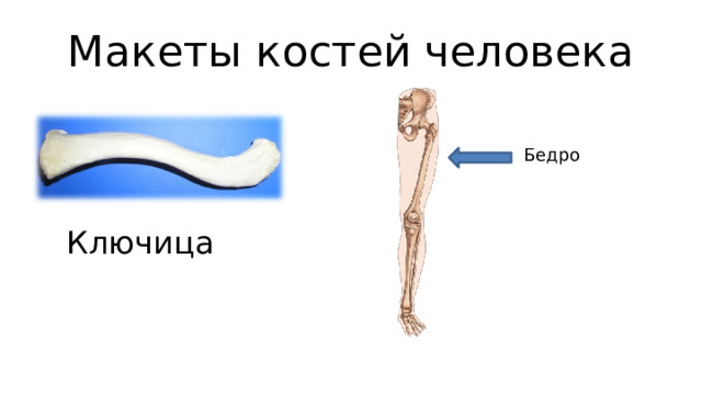 Макеты костей человека Бедро Ключица  