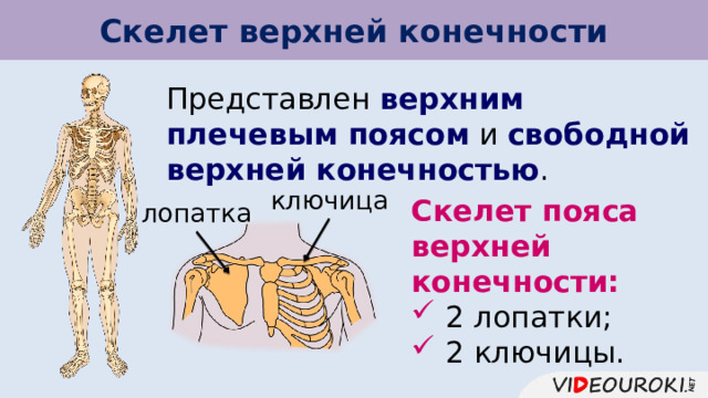 Скелет верхней конечности Представлен верхним плечевым поясом и свободной верхней конечностью . ключица Скелет пояса верхней конечности:  2 лопатки;  2 ключицы. лопатка 