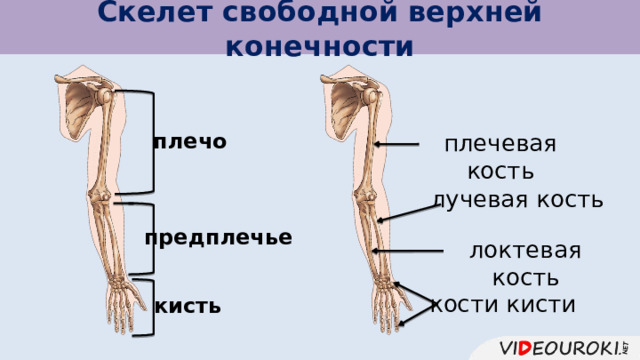 Скелет свободной верхней конечности плечо плечевая кость лучевая кость предплечье локтевая кость кости кисти кисть 