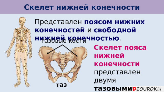 Скелет нижней конечности Представлен поясом нижних конечностей и свободной нижней конечностью . тазовые кости Скелет пояса нижней конечности представлен двумя тазовыми костями. таз 