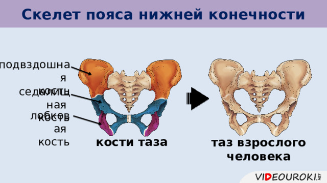 Скелет пояса нижней конечности подвздошная кость седалищная кость лобковая кость кости таза таз взрослого человека 